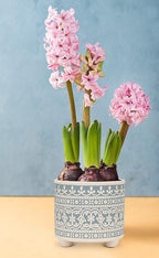 Pink hyacinth flowers in a decorative pot against a blue background