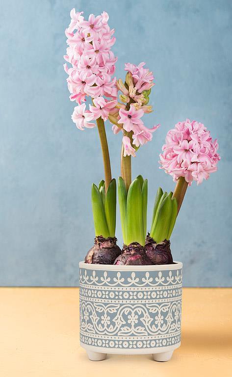 Pink hyacinth flowers in a decorative pot against a blue background