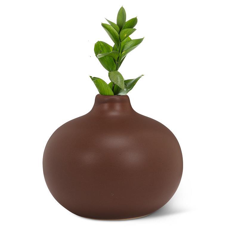 Brown vase with a plant on a white background