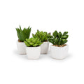 Four small potted succulents in white pots on a white background