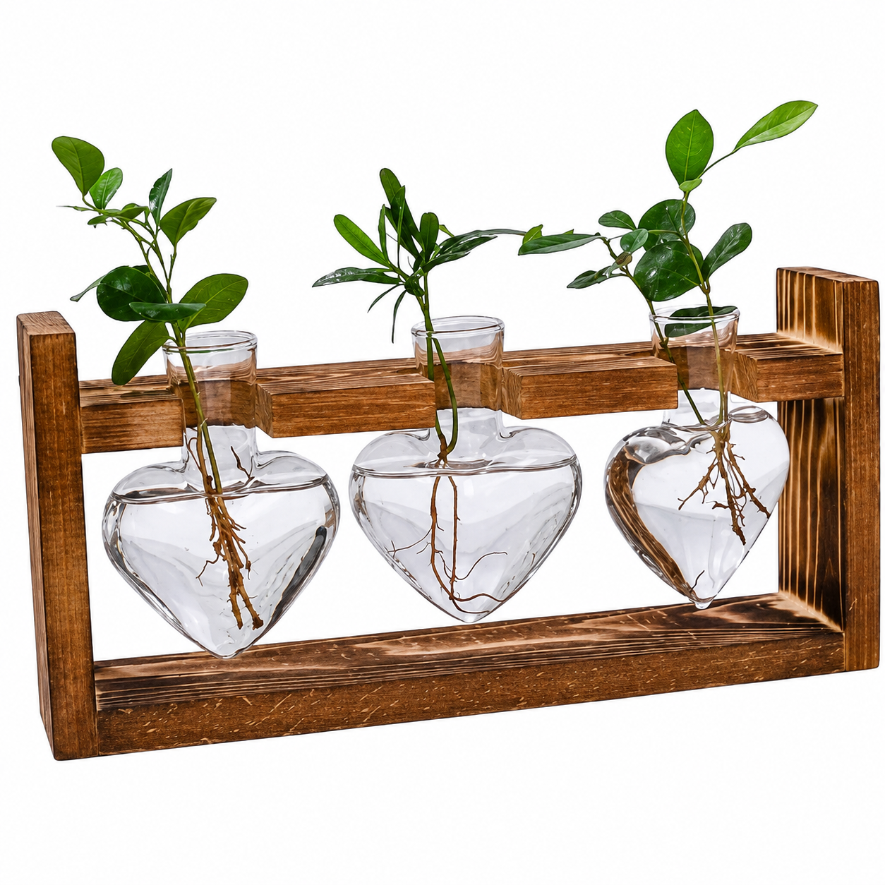 Wooden shelf with heart-shaped glass vases containing plants on a white background